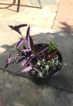 2 gallon pot w/ variety of plants