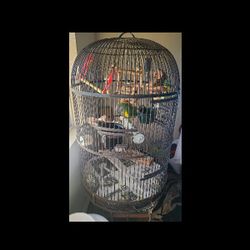 Bird Cage & Parrot