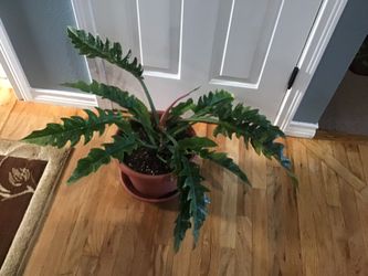 Plant