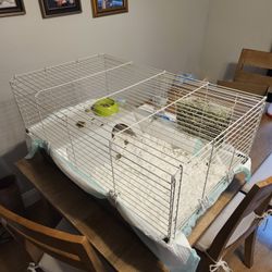 Guinea Pig Cage 