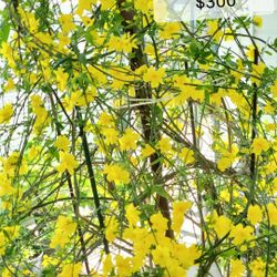 Ochna integerrima Bloom Tree