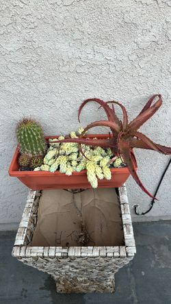 Cactus