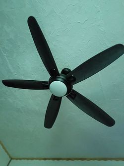 Fan