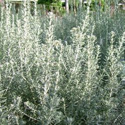 Ozothamnus Silver jubilee