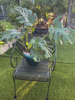 Monstera