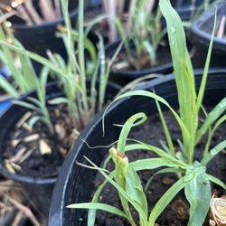 Lemongrass 