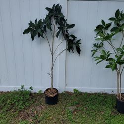Shooting Star Tropical Plant Shrub White Pink Flowers

