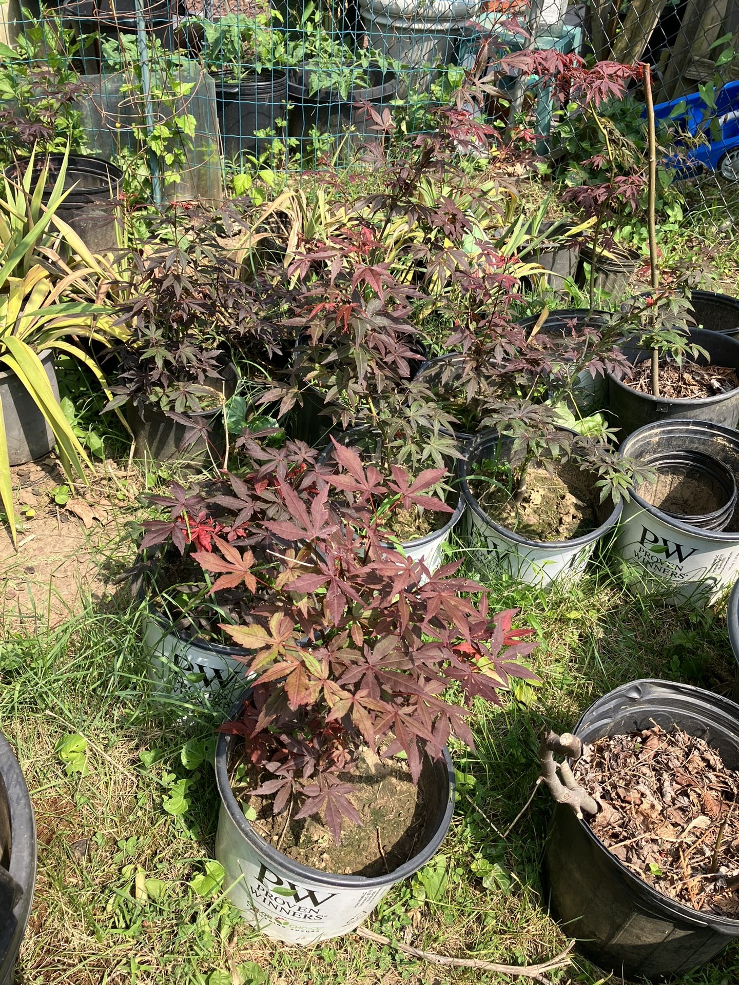 Japanese Maple Trees 12 Inches