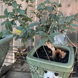 Bonsai Three To Choose From $40 Each