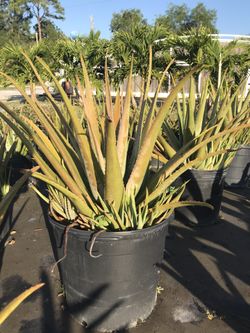 Aloe