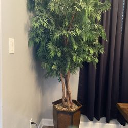 Tree For Sale 
