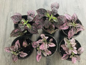 🌺🌺 NICE PERENNIAL PLANTS IN A TERRACOTTA POTS 🌺🌺. READ THE DESCRIPTION PLEASE 🌺🌺