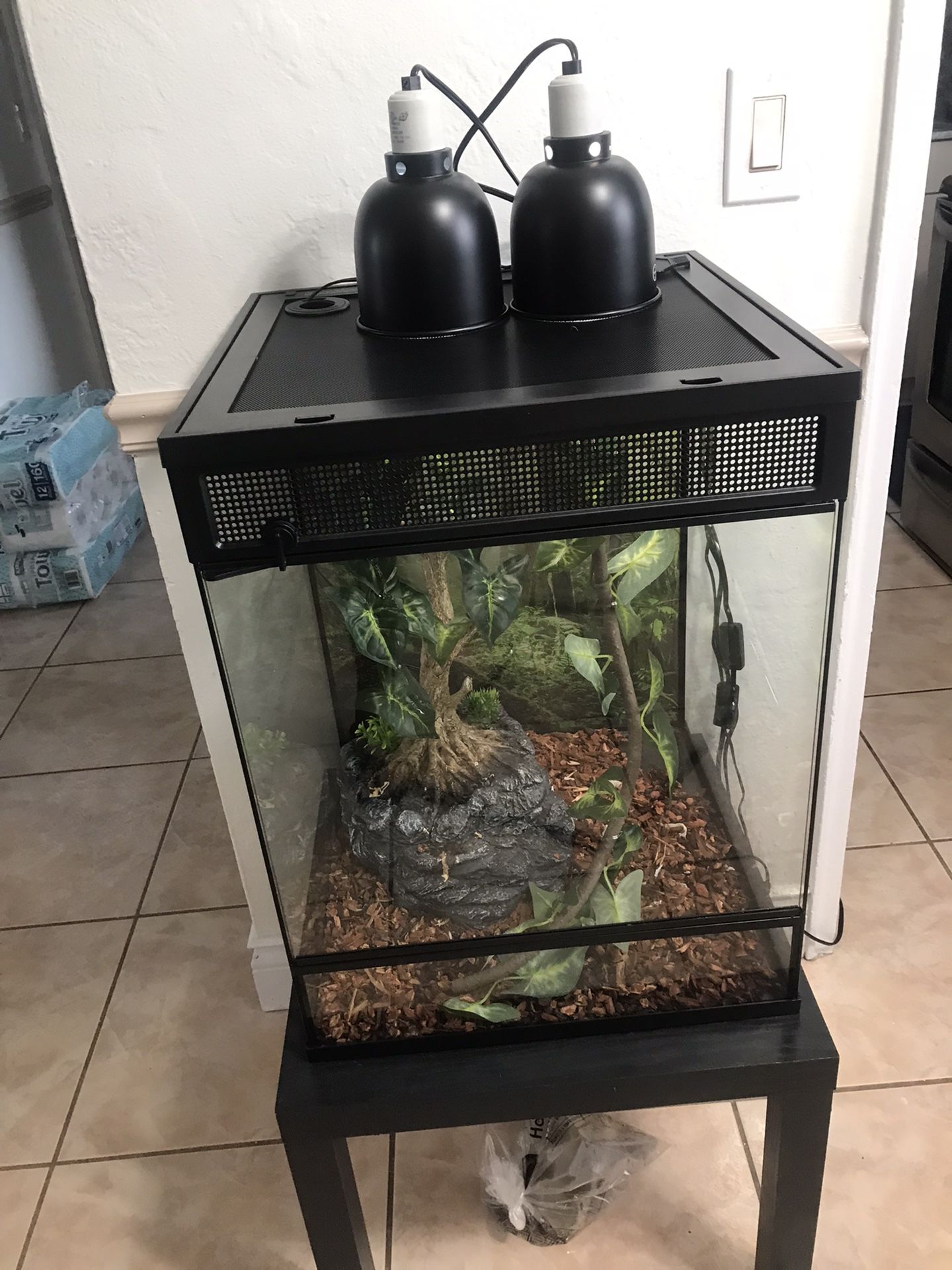 Camaleón Velo Hembra Y Terrario Completo 7 8 6 4 3 1 6 1 0 7