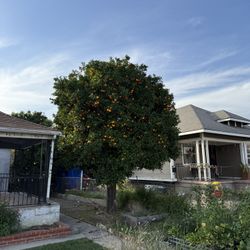 Delicious Oranges.  You Pick!!!