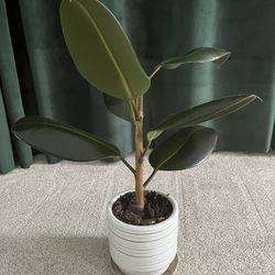 Ficus elastica / Rubber Tree Plant with Pot