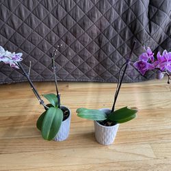 Orchid Plant  🌺 