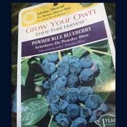 Emerald Blueberry Fully Grown Plant In 2 Gallon Pot