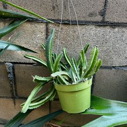 Stapelia Gigantea 6” Live Plant