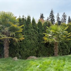 10-12 foot Windmill Palm Trees