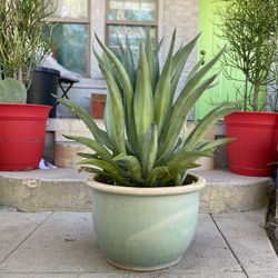 Large Soft  Agave Plant 