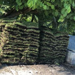 St Augustine Sod - Pallet
