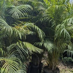 Huge Arecas Over 9 Feet Tall Instant Privacy Hedge  For Fence 