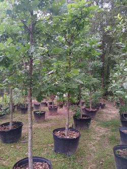 Oak Trees For Sale