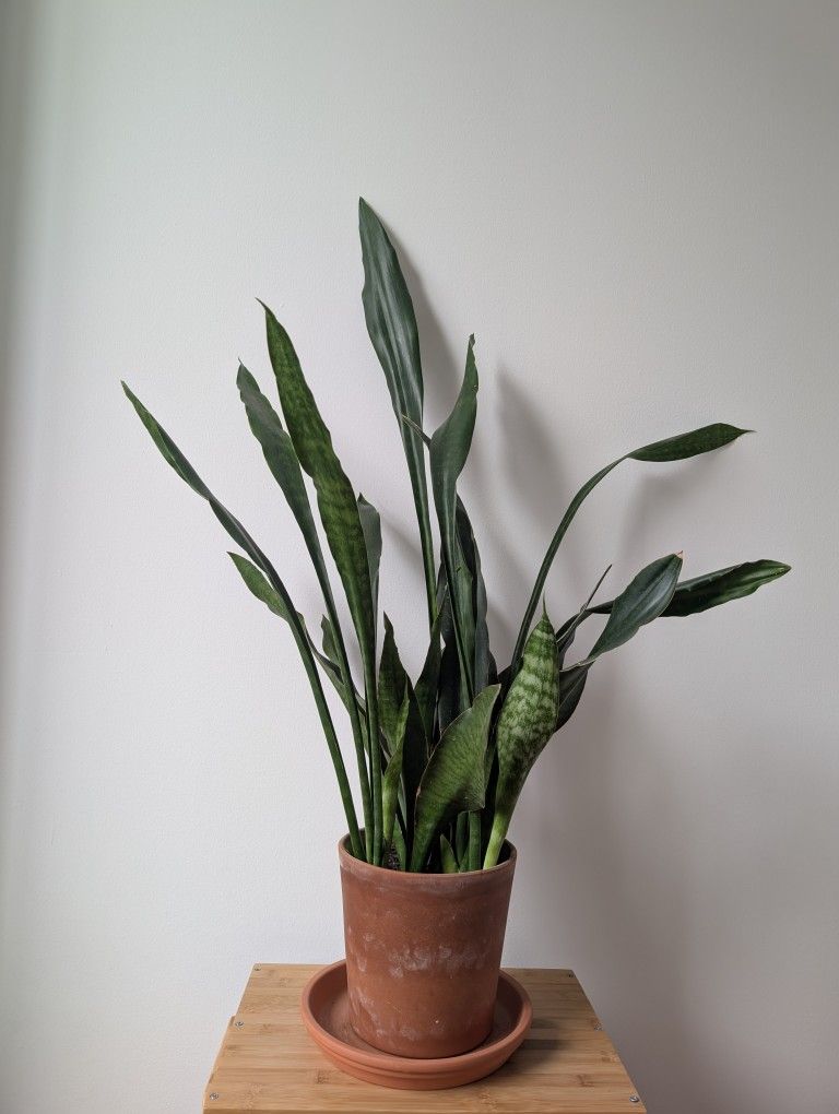 Large Sansevieria Jaboa