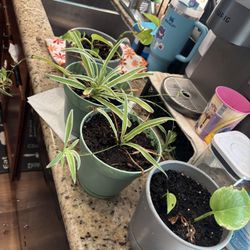 Spider Plant $20.00 Each Pot 