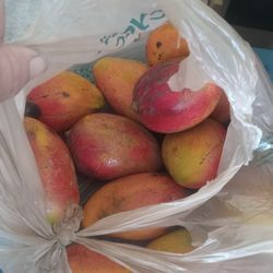 Mangos $1.50 Each