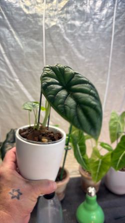 Alocasia dragon scale
