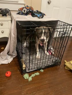 Medium Foldable Dog Crate