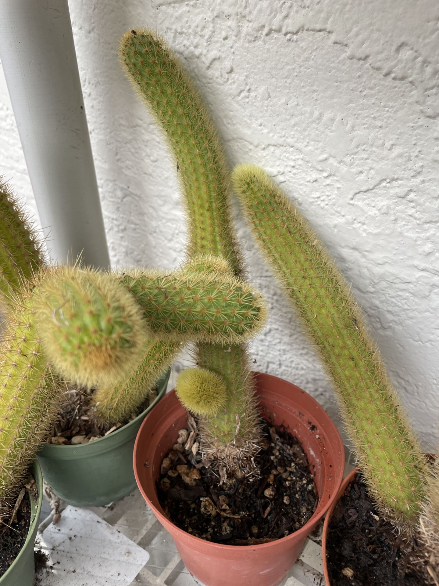 4in Pot Golden Rat Tail Cactus Plant