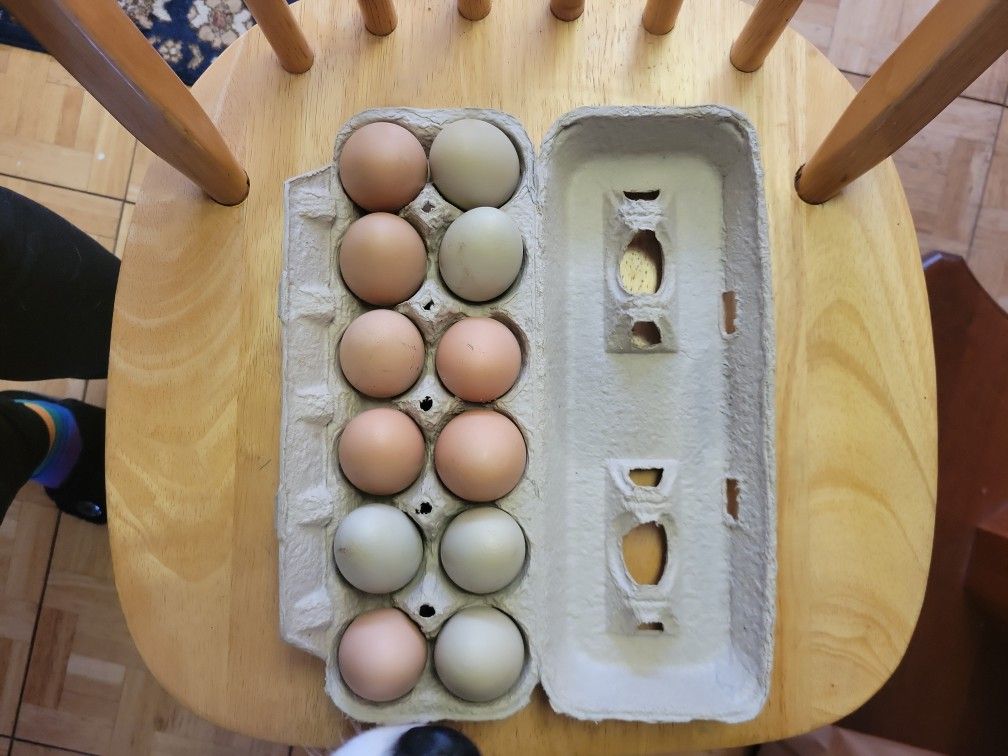 Chicken Eggs