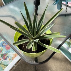 Agave Cactus 