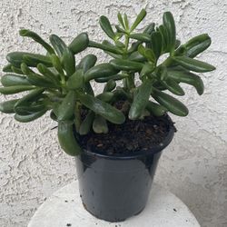 1.5 Gallon Pot Succulent Plant - Crassula Ovata  - Gollum ET's Fingers Jade - Rooted & Stablished - Drought Resistant 🪴