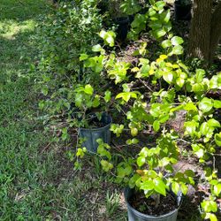 Brazilian cherry trees