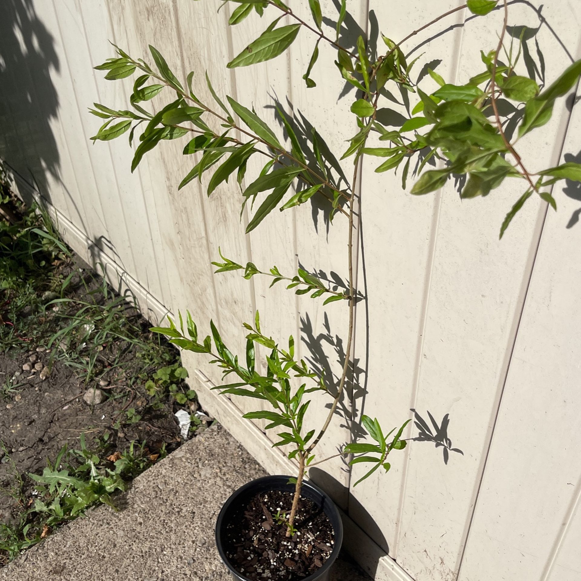 Pomegranate Tree