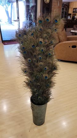 Bouquet of peacock feathers