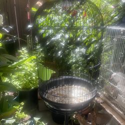 Small Bird Cage 