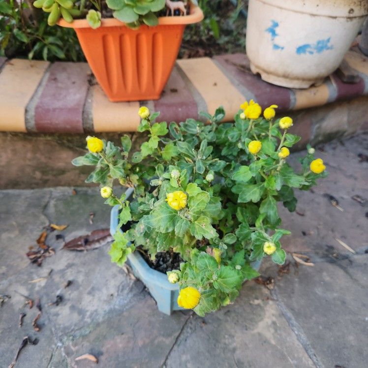 Yellow Chysanthemum Flowers Plants
Blooming Flowers Now 🌼🌼