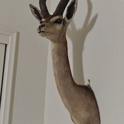 Taxidermy Gerenuk.