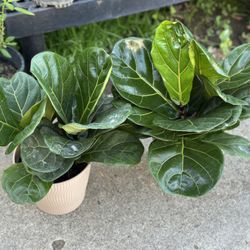 $25 Each Fiddle Leaf Fig in 6 inch brown pot Live Plant
