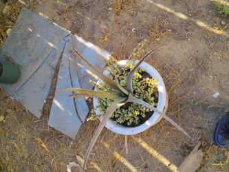 Plant