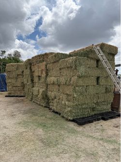 Alfalfa