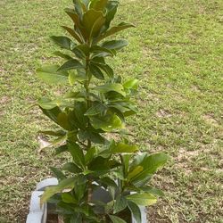 Plantas Para La Venta