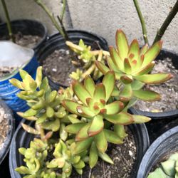 Suculenta