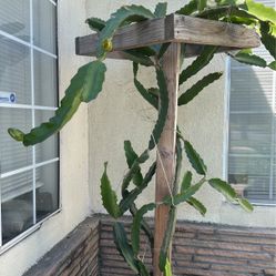 Fruit bearing Dragon Fruit