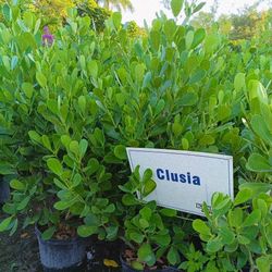 Clusia Privacy Hedge Plants 4.5ft 7gl $23