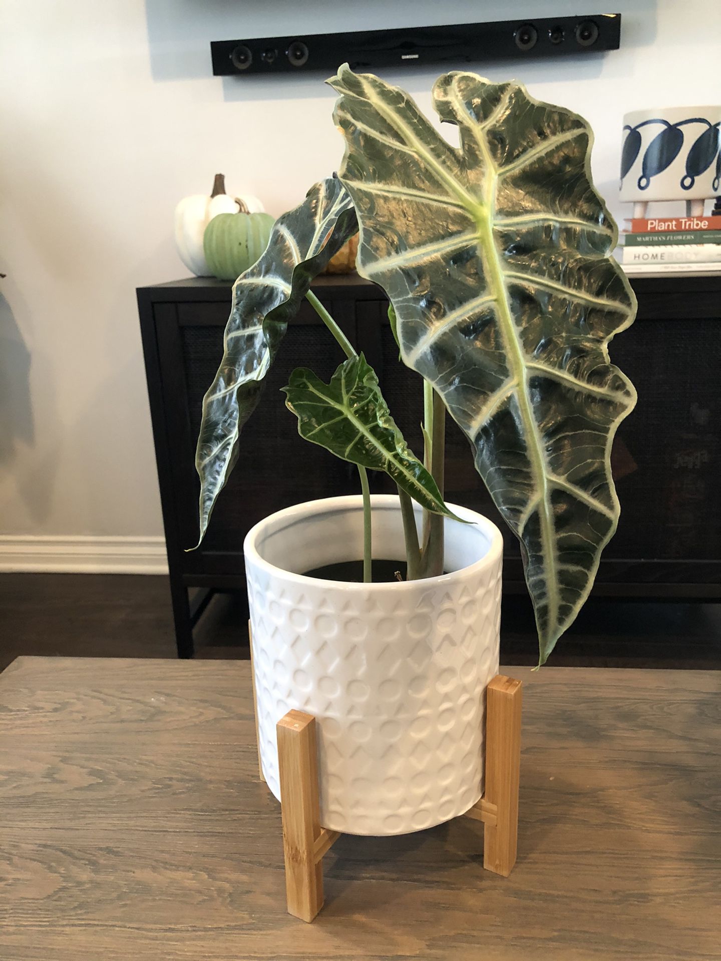 Planter pot (plant not included)